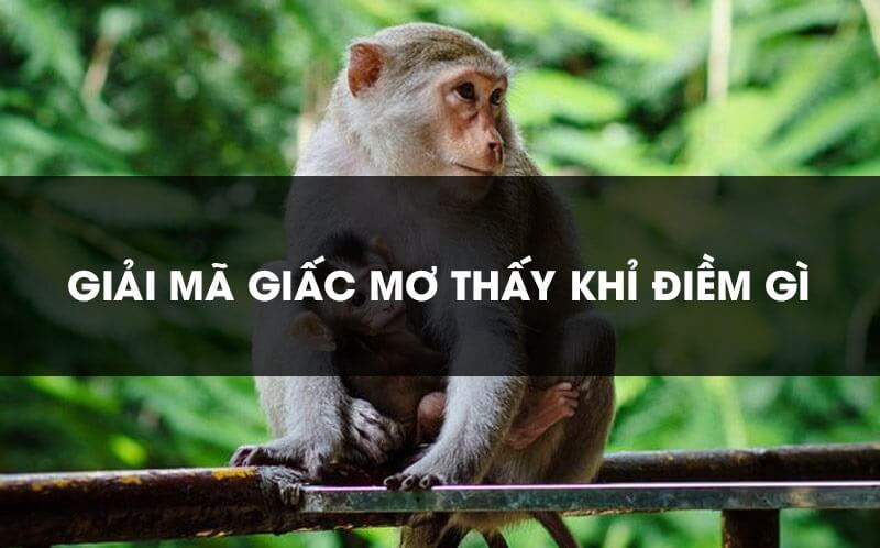 mơ thấy khỉ
