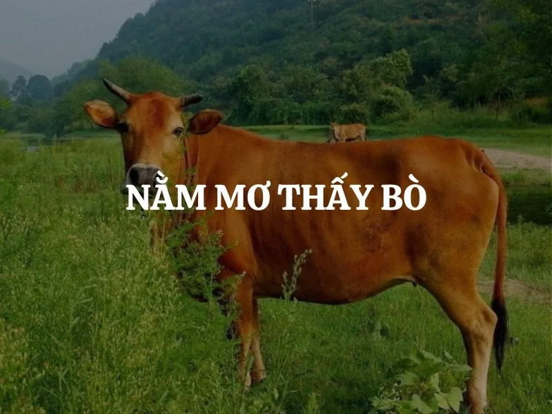 mo thay con bo vang